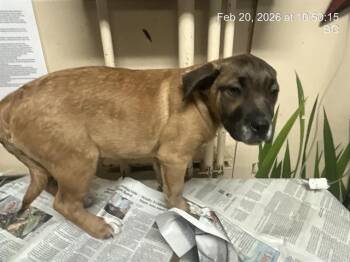 German Shepherd Dog and Mixed Breed Dogs Available for Adoption - ALADDIN | PetCurious