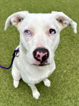 Sky -  Mixed Breed Dog for Adoption in Wichita, Kansas - Sky | PetCurious