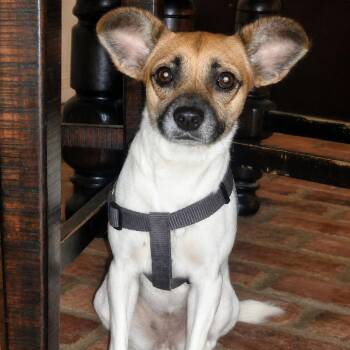 Pedal Rose -  Jack Russell Terrier and Chihuahua Dog for Adoption in Abbotsford, British Columbia - Pedal Rose | PetCurious