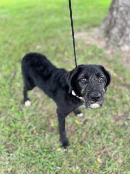 Bagel -  Black Labrador Retriever and Poodle Dog for Adoption in Aiken, South Carolina - Bagel | PetCurious