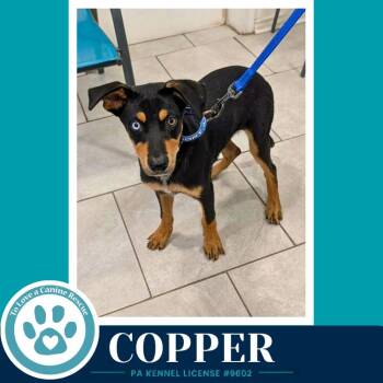 Copper (Treasure Trio) 071826 -  Plott Hound and Shepherd Dog for Adoption in Kimberton, Pennsylvania - Copper (Treasure Trio) 071826 | PetCurious