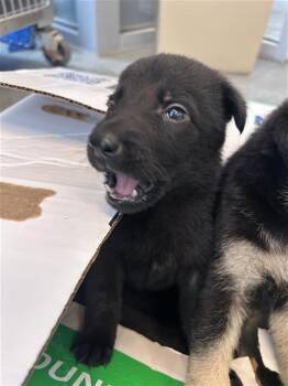 MURIEL -  Labrador Retriever Dog for Adoption in San Antonio, Texas - MURIEL | PetCurious