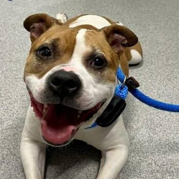 Baby -  Mixed Breed Dog for Adoption in Moundsville, West Virginia - Baby | PetCurious