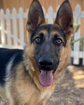Rio -  German Shepherd Dog Dog for Adoption - Rio | PetCurious