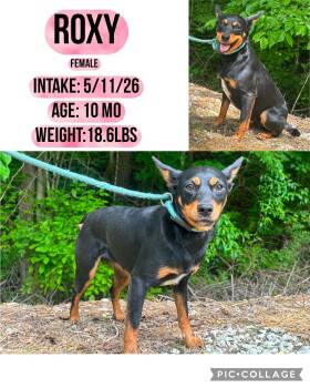 Roxy -  Rat Terrier Dog Available for Adoption in Staffordsville, Kentucky - Roxy | PetCurious
