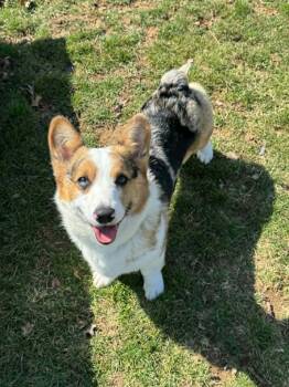Ranger -  Pembroke Welsh Corgi Dog for Adoption in Chambersburg, Pennsylvania - Ranger | PetCurious