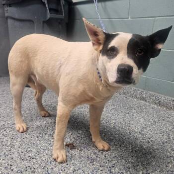 Cattle Dog Dogs Available for Adoption in Greenville, South Carolina - Snooky | PetCurious