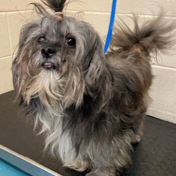 Mixed Breed Dogs Available for Adoption in Memphis, Tennessee - NAJEE | PetCurious