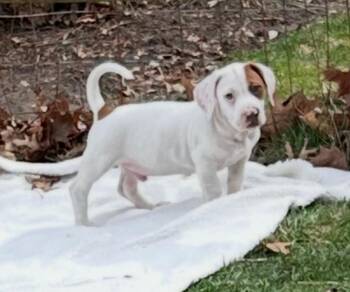 Basset Hound and Dachshund Dogs Available for Adoption - LIL