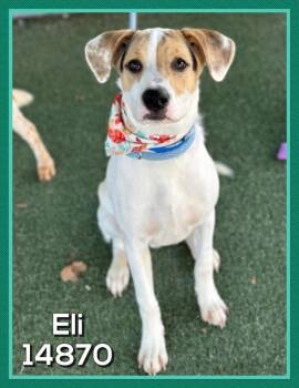 Rescue Hound Dogs for Adoption in Marietta, Georgia - Eli (830) | PetCurious