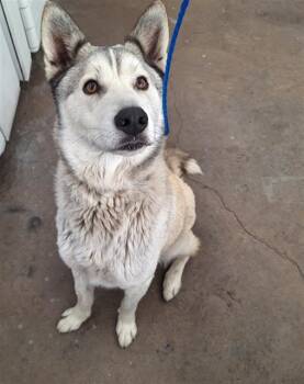 Mixed Breed Dogs Available for Adoption - MOB | PetCurious