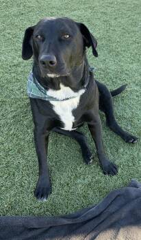 Labrador Retriever Dogs Available for Adoption in Vail, Arizona - Bandit | PetCurious