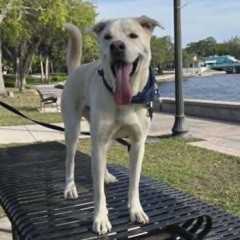 Labrador Retriever and German Shepherd Dog Dogs Available for Adoption in New Port Richey, Florida - Bagel | PetCurious