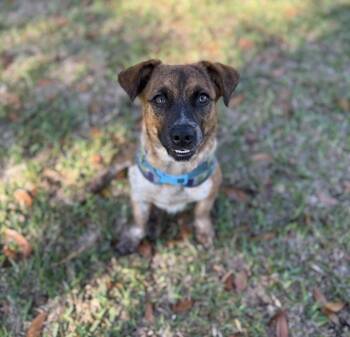 Terrier Dogs Available for Adoption - Mera | PetCurious