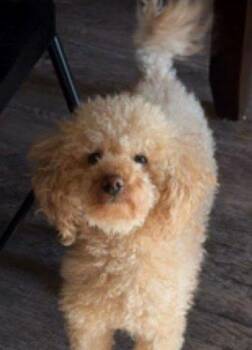 Jaylan -  Miniature Poodle Dog for Adoption in Bedford Hills, New York - Jaylan | PetCurious