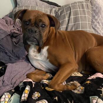 Emery -  Boxer Dog for Adoption in Sinking Spring, Pennsylvania - Emery | PetCurious