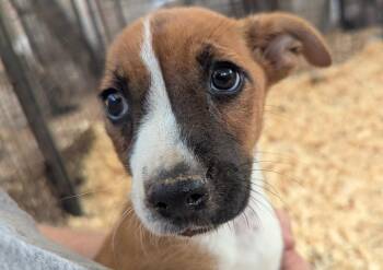 MABEL -  Mixed Breed Dog for Adoption in Fosters, Alabama - MABEL | PetCurious