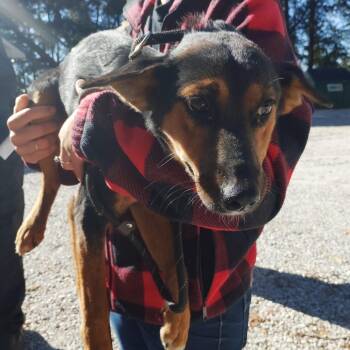 Regan -  Mixed Breed Dog for Adoption in Valley, Alabama - Regan | PetCurious