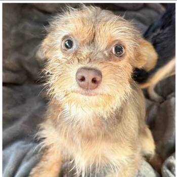 Esme -  Yorkshire Terrier Dog for Adoption in Larkfield-wikiup, California - Esme | PetCurious