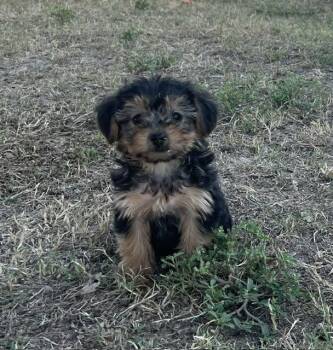 #1170 -  Yorki Poo Dog for Sale in Hartford, Alabama - #1170 | PetCurious