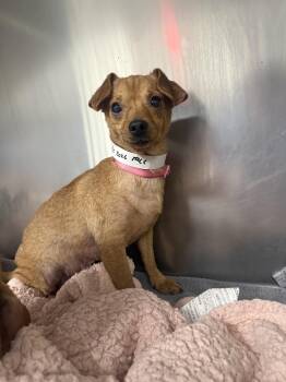 June bug -  Chihuahua Dog for Adoption in Lexington, Kentucky - June Bug | PetCurious