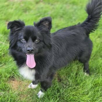 Pomeranian and Mixed Breed Dogs Available for Adoption in Greensburg, Pennsylvania - Feather | PetCurious