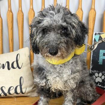 Maddie -  Miniature Poodle Dog for Adoption in Camden, Delaware - Maddie | PetCurious