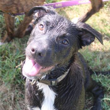 Rina -  Labrador Retriever and Collie Dog for Adoption in Hattiesburg, Mississippi - Rina | PetCurious