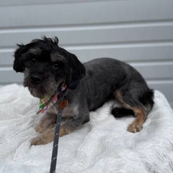 Rescue Maltese Dogs for Adoption in Newberg, Oregon - Poppy | PetCurious