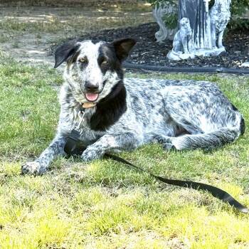 Cattle Dog and Mixed Breed Dogs Available for Adoption in Fresno, California - Ella | PetCurious