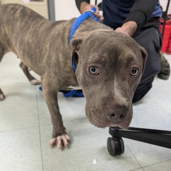 Mixed Breed Dogs Available for Adoption in Philadelphia, Pennsylvania - Casca | PetCurious