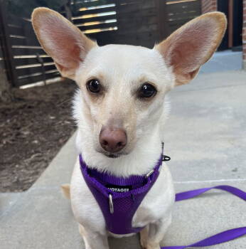 Rescue Chihuahua Dogs for Adoption in Brooklyn Center, Minnesota - Kiku | PetCurious