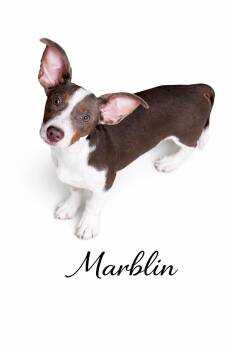 Mixed Breed Dogs Available for Adoption - Marblin | PetCurious