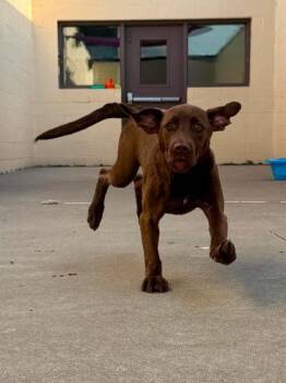 Sagittarius (Stormi Blue) -  Mixed Breed Dog for Adoption in West Chester, Pennsylvania - Sagittarius (Stormi Blue) | PetCurious