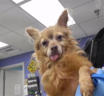 ARABELLA -  Chihuahua and Mixed Breed Dog for Adoption in Omaha, Nebraska - ARABELLA | PetCurious