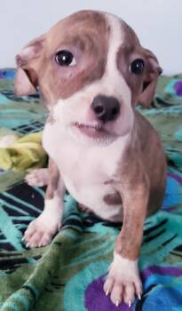 Pit Bull Terrier Dogs Available for Adoption - Brinkey | PetCurious