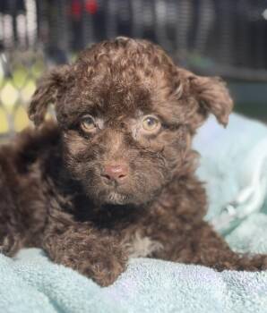 Drum-ADOPTION PENDING -  Mixed Breed Dog for Adoption in Mount Pleasant, South Carolina - Drum-ADOPTION PENDING | PetCurious