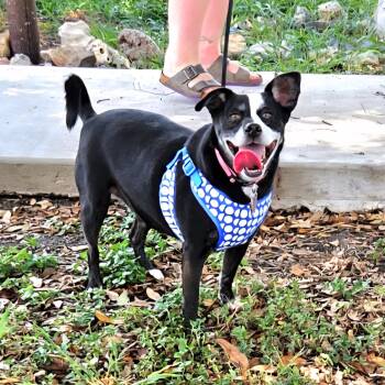 Terrier and Mixed Breed Dogs Available for Adoption - Millie  | PetCurious