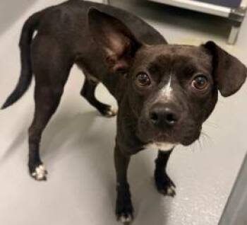 AC-5356 "Hugo" -  Pit Bull Terrier Dog for Adoption in Conyers, Georgia - AC-5356 "Hugo" | PetCurious