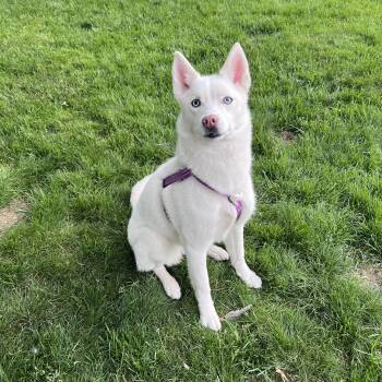 Pony -  Siberian Husky Dog for Adoption - Pony | PetCurious
