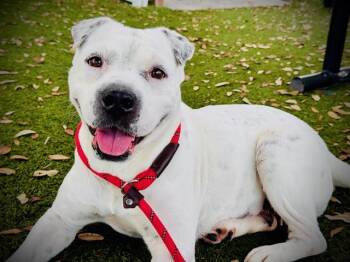 Pit Bull Terrier and Shar Pei Dogs Available for Adoption in Orlando, Florida - SNOW | PetCurious