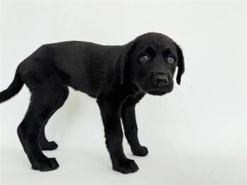 TIDAL -  Terrier Dog for Adoption in Brentwood, Missouri - TIDAL | PetCurious