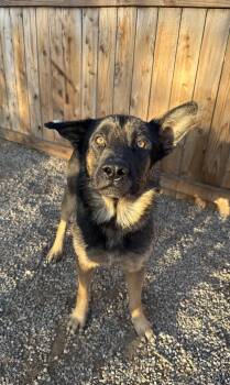JACK -  German Shepherd Dog Dog for Adoption - JACK | PetCurious