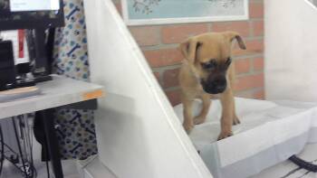 Boxer and Mixed Breed Dogs Available for Adoption in Houston, Texas - A2070457 | PetCurious