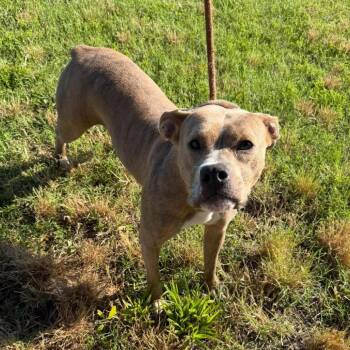 Phoebe -  Terrier Dog for Adoption in Vinita, Oklahoma - Phoebe | PetCurious