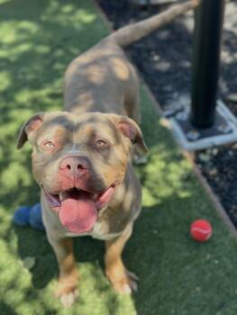 American Bully Dogs Available for Adoption in Hayward, California - Scarlett | PetCurious