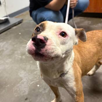 Pit Bull Terrier Dogs Available for Adoption in Yuma, Arizona - Jolla | PetCurious