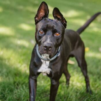 Rescue Mixed Breed Dogs for Adoption in Walker, Michigan - Rambo | PetCurious