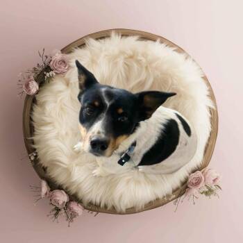 Australian Cattle Dog Blue Heeler Dogs Available for Adoption - Serene | PetCurious