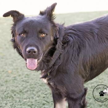 Gator -  Shepherd and Mixed Breed Dog for Adoption in Abilene, Texas - Gator | PetCurious